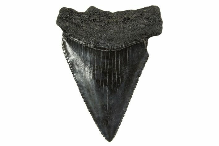 Serrated, Fossil Great White Shark Tooth - South Carolina #340321